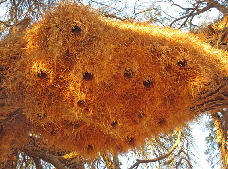 The numerous dead trees are adorned with the nests of Sociable Weaver…